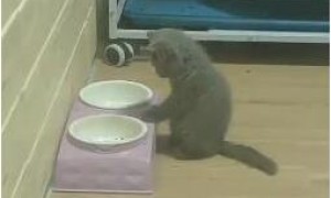 错过吃饭时间的小蓝猫，对着空空的猫碗发呆：没有饭，我吃啥？