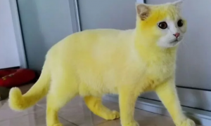 猫咪被染成黄色，本以为是虐待，了解情况后却连忙夸赞主人