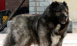 全世界身型较大的猛犬之一高加索犬，如何给它上训练课？