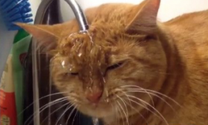 橘猫凑近水龙头脸全湿 一边洗头一边喝水