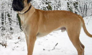 斗牛马士提夫犬的形态特征 体型比较健壮
