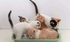 猫咪会用猫砂盆还是到处乱拉怎么办？