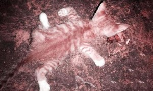 小猫被人强行扭断手脚，随意丢在路边，让它自生自灭，我哭了！