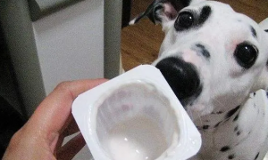 宠物医生：带有木糖醇的酸奶狗狗一口都不能喝！