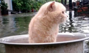家乡遇到大水，主人把猫咪放盆里帮它逃生