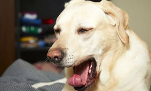 狗打喷嚏的症状与治疗方法！