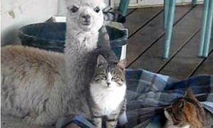 羊驼被猫星人同化 误以为自己也是猫