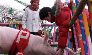 日本博主养了只“100天后被吃掉的猪”，这是食育还是残忍？