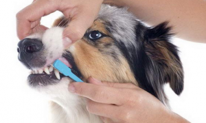 狗狗的牙齿要注意定期清洁！