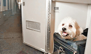 美国航空公司推出了一项特别服务 为宠物设头等舱
