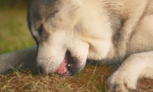 狗狗怎么会“吃土”？它并非傻了，只是这好多个缘故