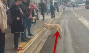 公交站牌发现一只狗狗，经常等在这儿徘徊，了解实情后为它心疼