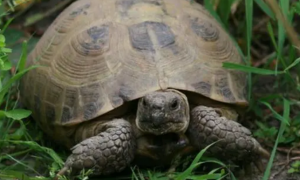 四爪陆龟能长多大？