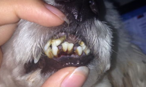 狗狗掉牙流血怎么办？