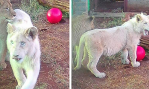 3岁稀有小白狮将被拍卖 幸得神秘赞助商拯救
