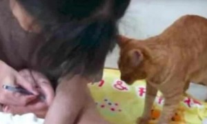 女主人正在给宝宝刷牙，宝宝大声哭泣拒绝，猫咪看见后做了这事