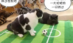 因世界杯大火的足球猫，长得太球里球气了！网友质疑主人染色