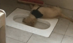 金毛狗狗倒在厕所蹲坑边就睡觉了，异味都熏昏迷不醒它，它是喝醉酒吗？