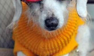 21岁狗狗打破吉尼斯世界最长寿狗狗记录
