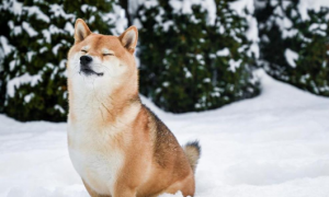 冬天养狗的五大误区，看看你犯了几个？
