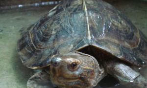 亚洲巨龟怎么冬眠？你知道吗？