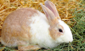 獭兔好养吗 养好幼獭兔是养殖效益的关键