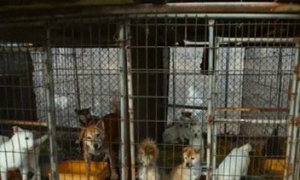 狗狗关押在工厂等待被人类食用 相关人员及时救援