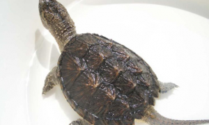 拟鳄龟的繁殖方式是什么？