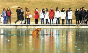 小狗受困冰湖，热心人破冰之旅解救，被救后一个行为，任何人都感动