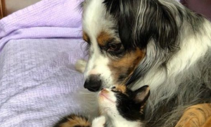 新领养的小猫咪 把狗兄弟从丧友之痛中拯救出来