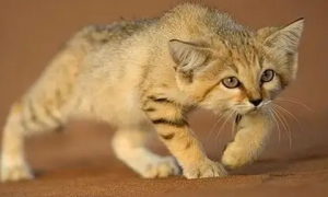 沙漠猫：沙漠中的“捕蛇者”，把毒蛇当辣条吃，能一个月不喝水