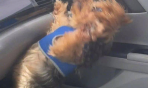 当铲屎官驾车不太稳时，狗子惊了：原先狗确实不可以坐前座！
