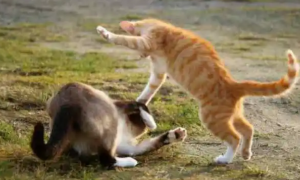 今日分析：一公一母猫为什么忽然打架？