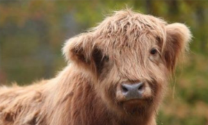超可爱的牛 居然被网友封为世界最可爱的动物