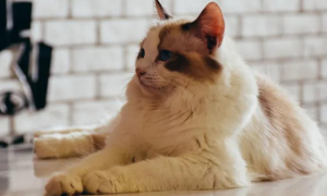 今日看点：长期室内养猫对人体有影响吗？