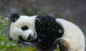 大熊猫死在异国他乡, 死因让人愤慨, 最后一只死法引网友们咆哮