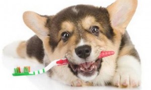 狗狗究竟需不需要刷牙呢？