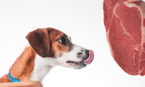 狗狗长期性吃肉会有这6个危害，当铲屎官的你造吗？