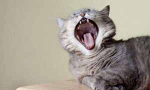 猫咪呼吸急促时如何应对？