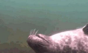 潜水员在海底见到撒娇海豹 画面太温馨了