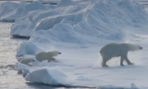 北极熊游泳完怎么弄干皮毛呢？ 来看一组亲身示范