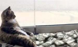 流浪猫每天给新主人送钱，原以为是招财猫，偷偷跟踪后发现大猫腻