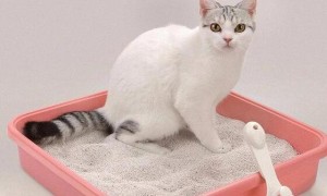 如何训练猫咪在猫砂里大小便?养猫必看!