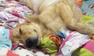 主人下班了提前准备歇息，却躺在床上见到金毛狗狗影子，这一睡觉姿势也太粗俗了