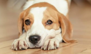 狗得了角膜炎怎么办？如何治疗犬角膜炎？