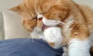 加菲猫经常舔自己的爪子是洗手吗?是它洁癖吗?