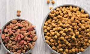 成猫粮和幼猫粮有何区别？