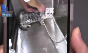 民生热点丨女子带宠物猫去洗澡，猫咪却意外死在烘干箱里