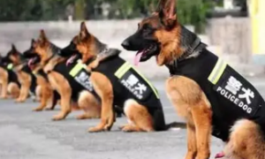 史宾格参加的比赛 | 全省警犬昨天技能大比武，看看警方怎么选狗狗！