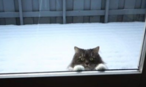萌猫跳高高抓窗望屋内 求主人出门一起打雪仗